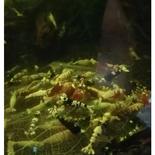 15× Mix Cardina Shrimp