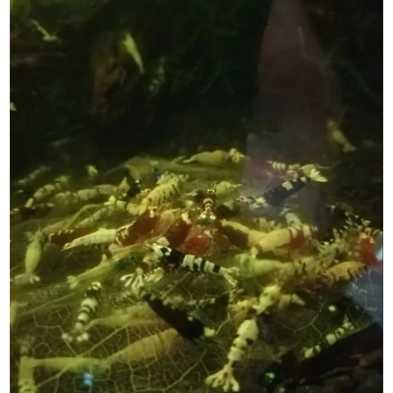 15× Mix Cardina Shrimp