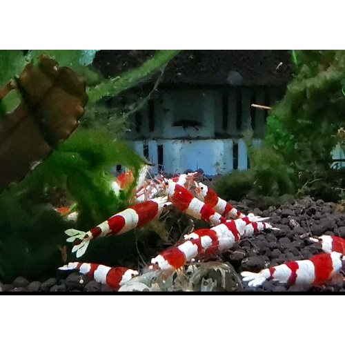 13 CRYSTAL RED SHRIMP PURE SELECTED STROMG COLOR. HIGH QUALITY