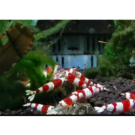 13 CRYSTAL RED SHRIMP PURE SELECTED STROMG COLOR. HIGH QUALITY