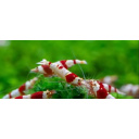 12 +1 Crystal shrimp Red PRL SSS x12+1