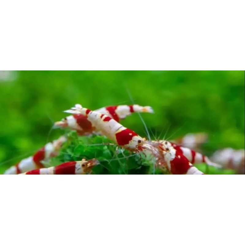 12 +2 Crystal shrimp Red PRL SSS x12+2