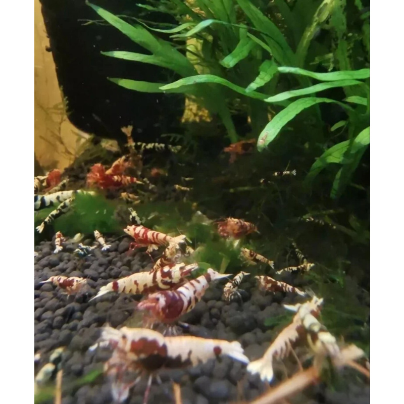 12 +2 The Galaxy Tiger Shrimp (Caridina sp.) is a high-end freshwater dwarf shrimp known for its striking "galaxy" pattern—a combination of bold tiger stripes and fine, star-like spots on the head and body.   ​These shrimp are a result of complex selectiv