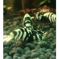 12 +2 Galaxy Tiger Shrimp Black