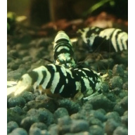 12 +2 Galaxy Tiger Shrimp Red and Black