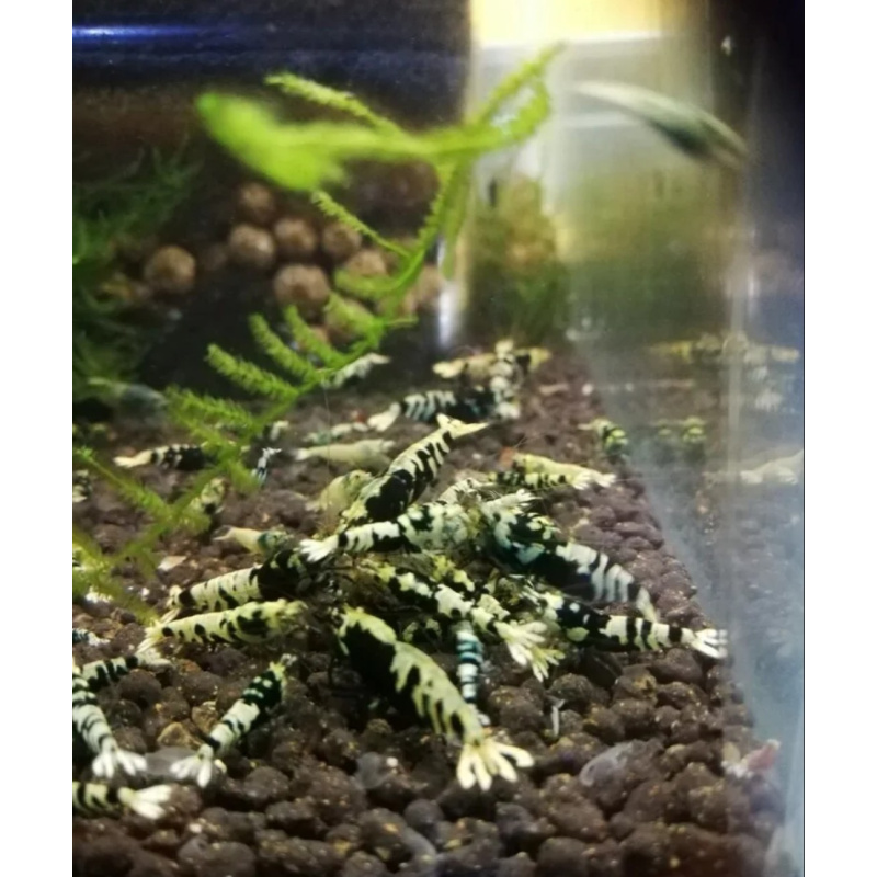 12 +2 Galaxy Tiger Shrimp Black