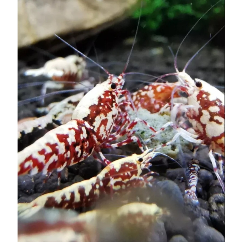 Very high grade Galaxy Red shrimp x 10 Snow Flakes