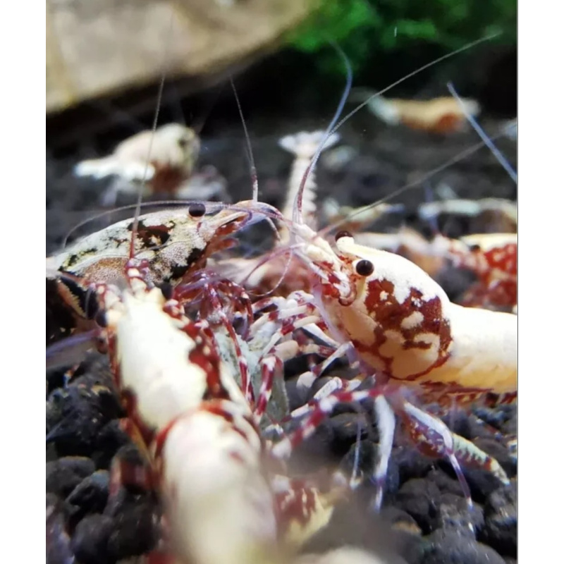 Very high grade Galaxy Red shrimp x 10 Snow Flakes