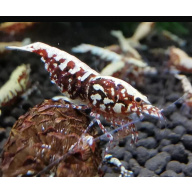 Very high grade Galaxy Red shrimp x 10 Snow Flakes