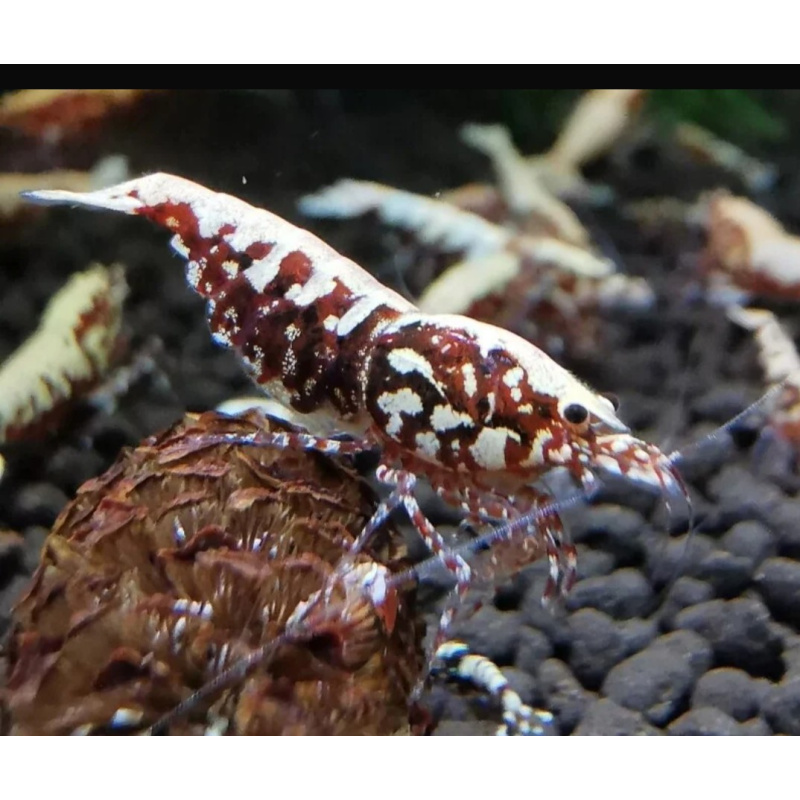 Very high grade Galaxy Red shrimp x 10 Snow Flakes