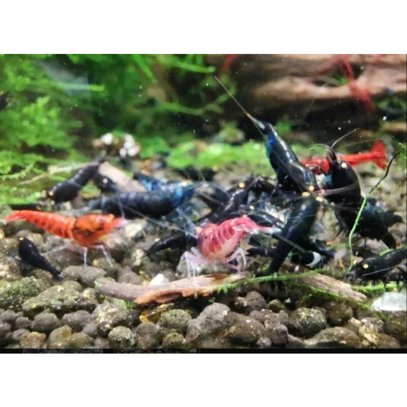 10 x Lapis shrimp orange eye Vin Line