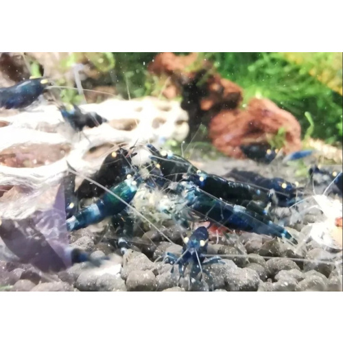 10 x Lapis shrimp orange eye Vin Line