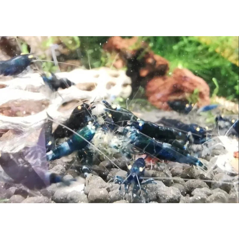 10 x Lapis shrimp orange eye Vin Line