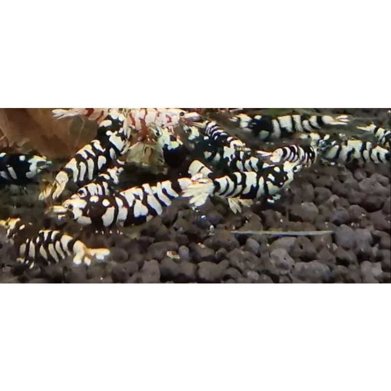 10 ×Black Fancy Tiger Shrimp