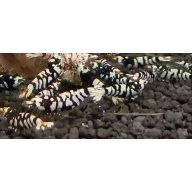 10+1 ×Black Fancy Tiger Shrimp