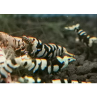 12 ×Black Fancy Tiger shrimp are a premium, selectively bred Caridina cantonensis variety prized for their high-contrast, bold black patterning against white or golden bodies, often featuring "painted" medium grade
