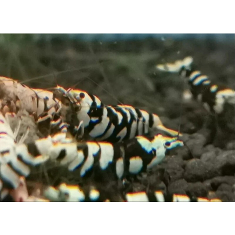 12 ×Black Fancy Tiger shrimp are a premium, selectively bred Caridina cantonensis variety prized for their high-contrast, bold black patterning against white or golden bodies, often featuring "painted" medium grade