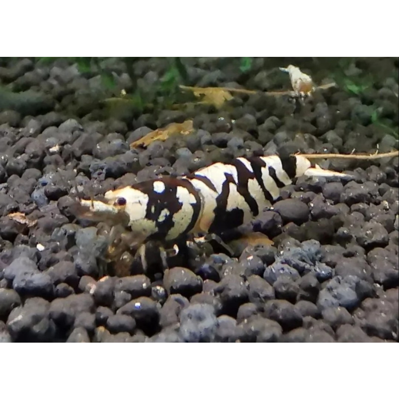 12 ×Black Fancy Tiger shrimp are a premium, selectively bred Caridina cantonensis variety prized for their high-contrast, bold black patterning against white or golden bodies, often featuring "painted" medium grade
