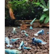 10 × Blue Bolt Shrimp