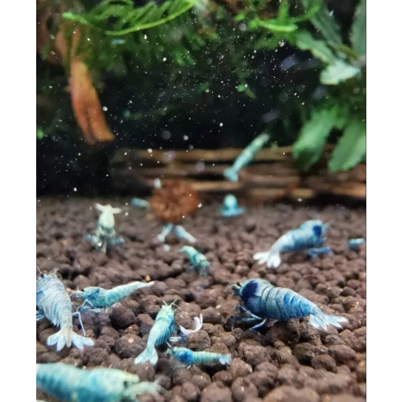 10 × Blue Bolt Shrimp