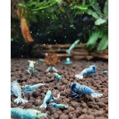 Blue Bolt Shrimp  ×10