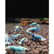10 Blue Bolt Shrimp