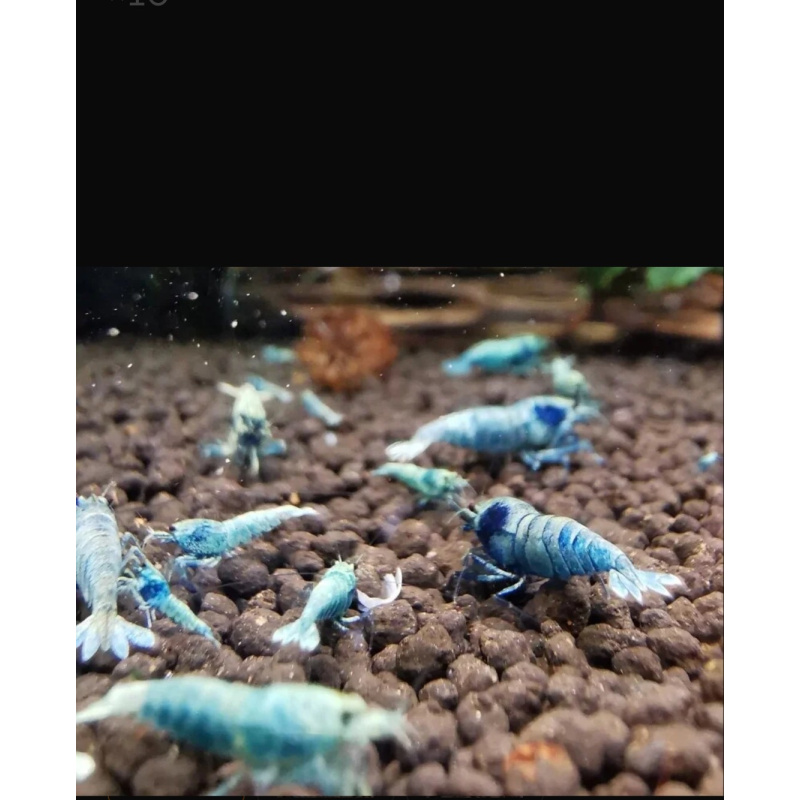 10 × Blue Bolt Shrimp