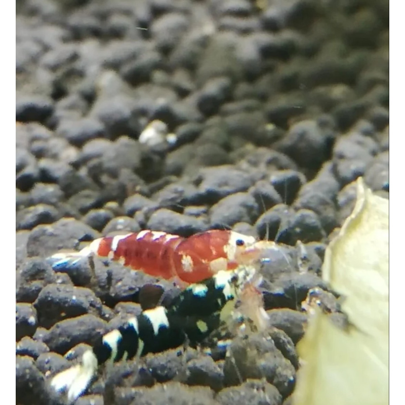 12 +2 Nanashi Shrimp Red & Black