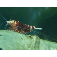 10+2 × Nanashi Shrimp