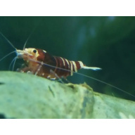 12 +2 Nanashi Shrimp Red & Black