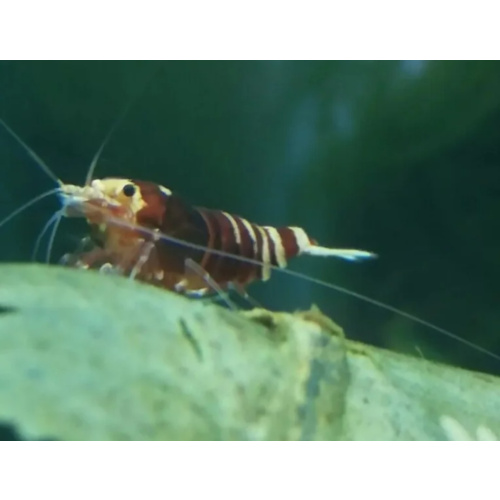 12 +2 Nanashi Shrimp Red & Black