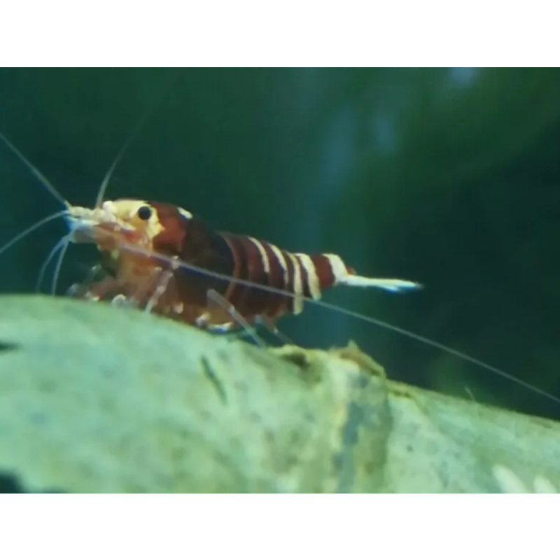 12 +2 Nanashi Shrimp Red & Black