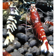 10 × Metallic  Shrimp