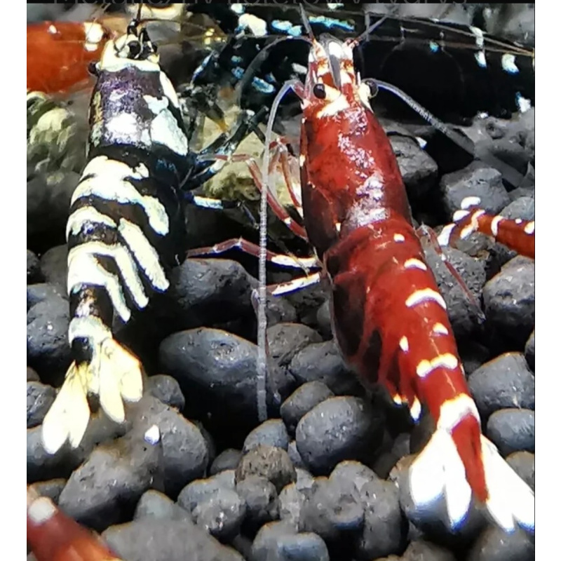 10 Metallic Caridina Shrimp