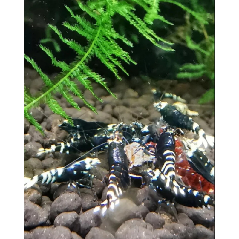 10 Metallic Caridina Shrimp