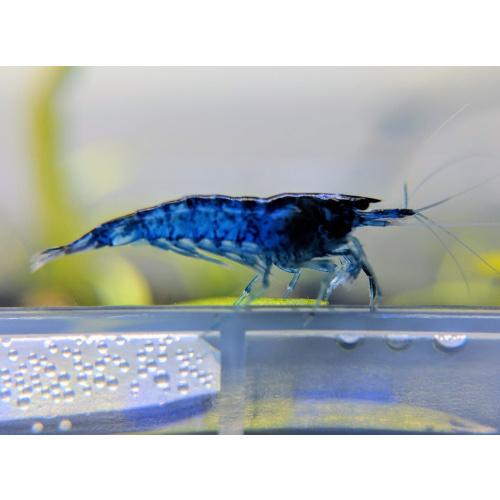 10 x Blue Dream Shrimp