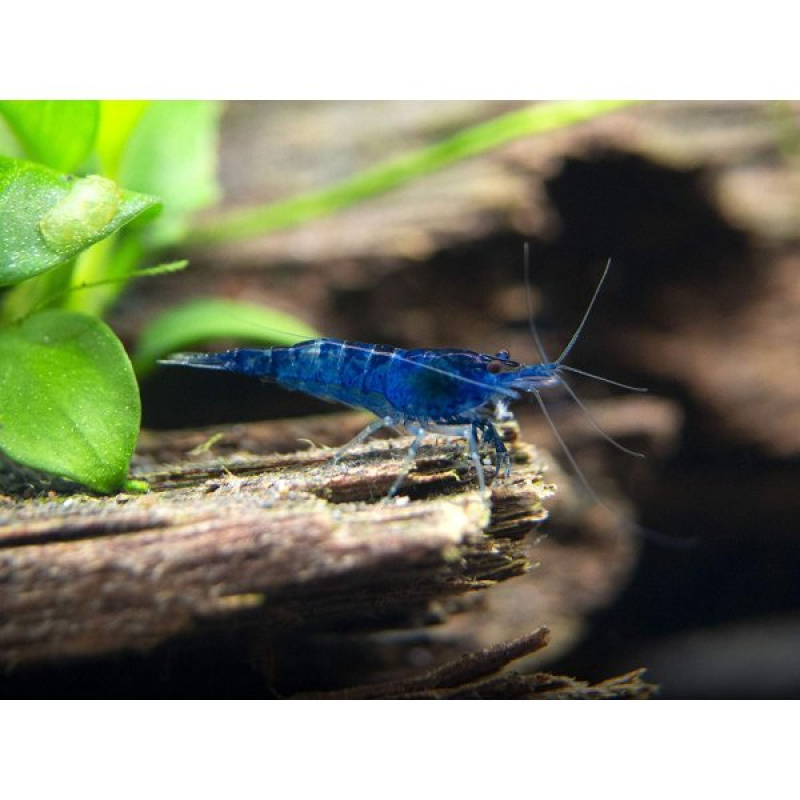 10 x Blue Dream Shrimp