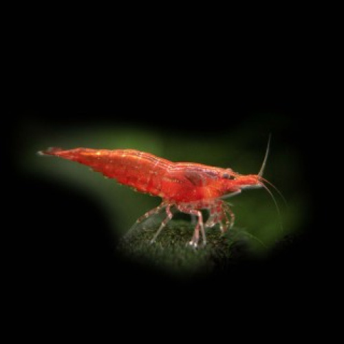 10 x Red Cherry Shrimp