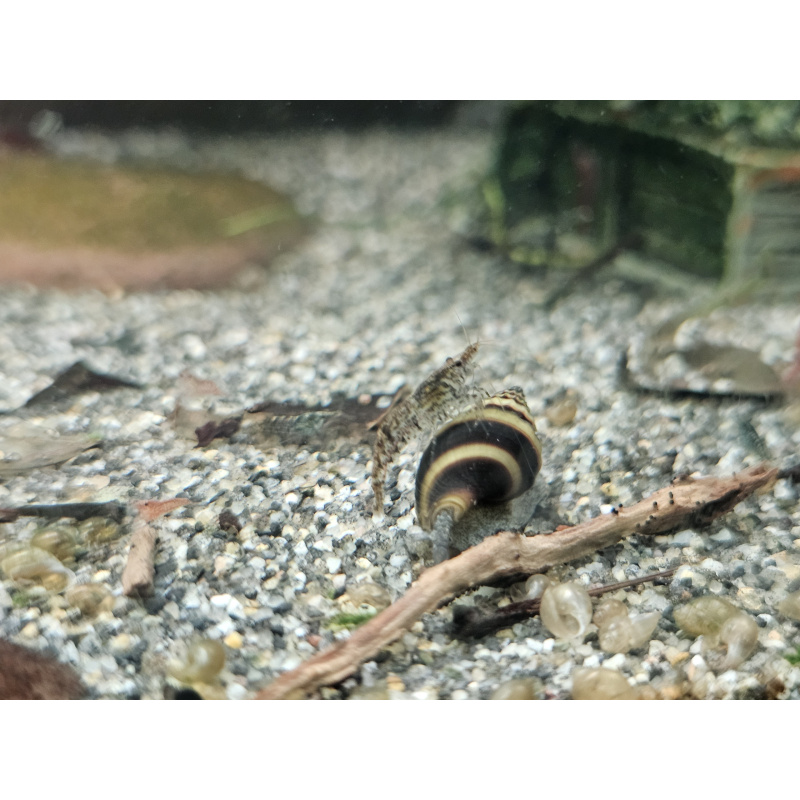 Wild type neocaridina shrimp