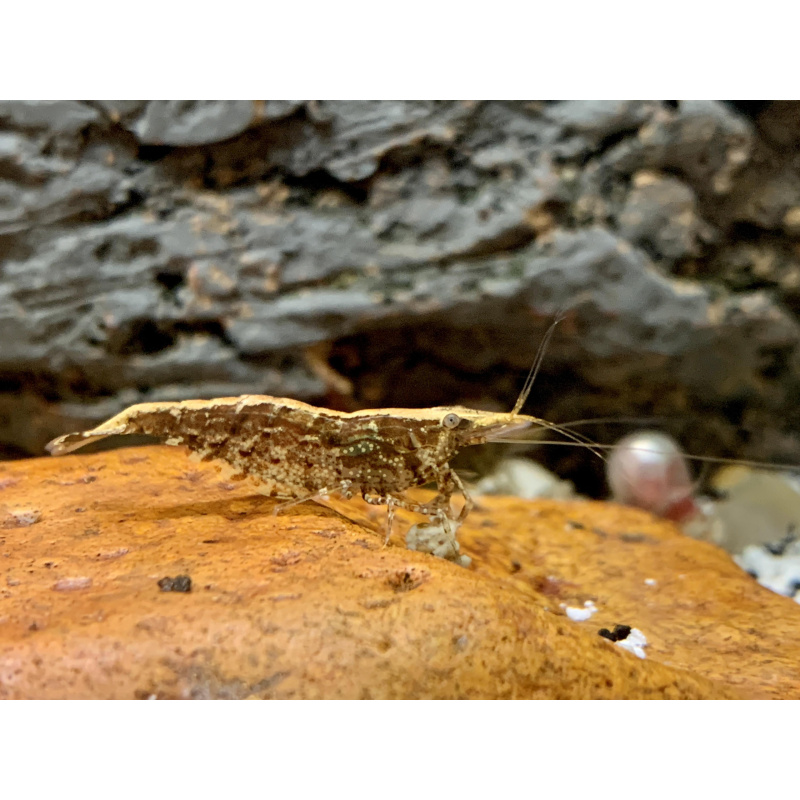 Wild type neocaridina shrimp
