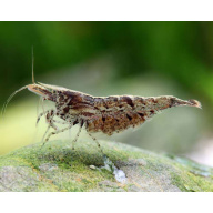 Wild type neocaridina shrimp