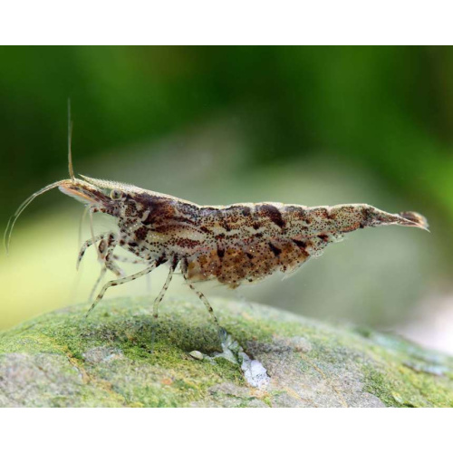 Wild type neocaridina shrimp