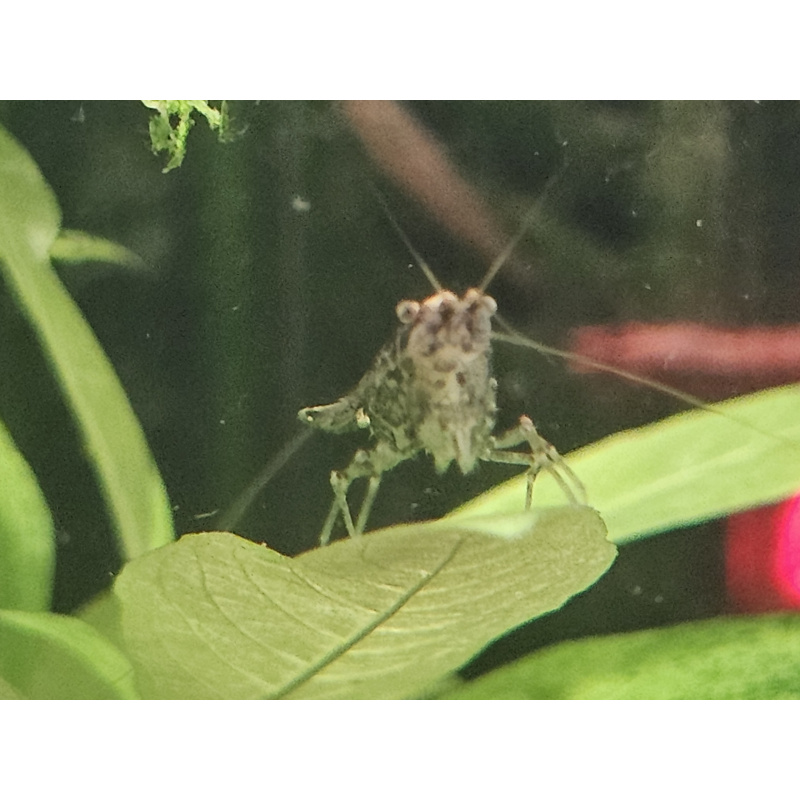 Wild type neocaridina shrimp