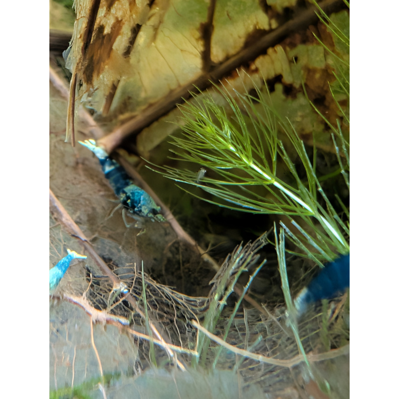 10 ×Ocean Blue Shrimp