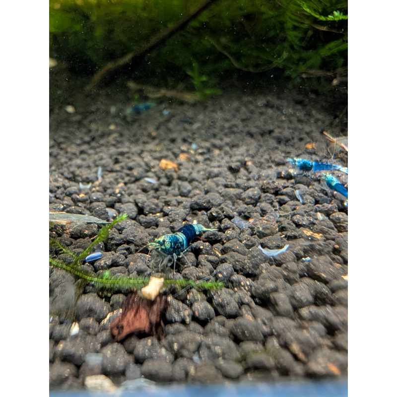 10 ×Ocean Blue Shrimp