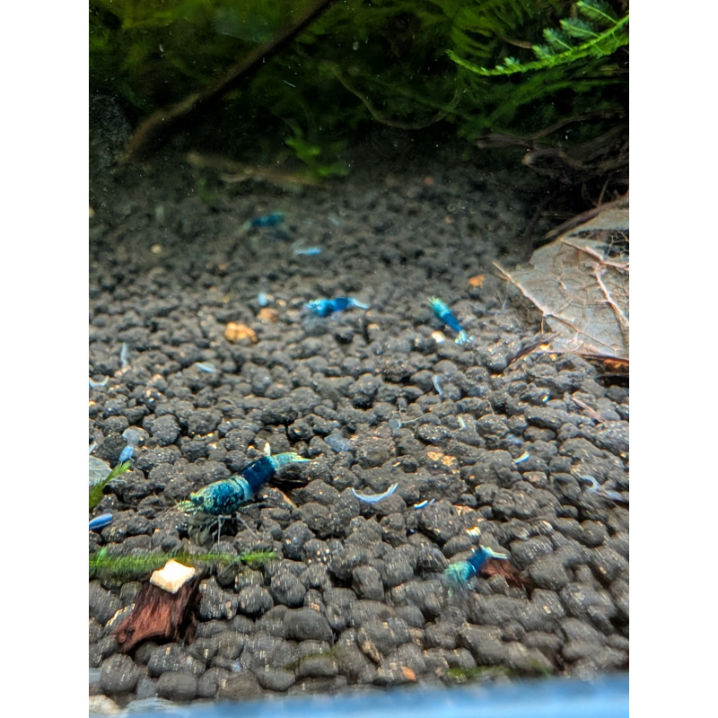 10 × Ocean Blue Shrimp