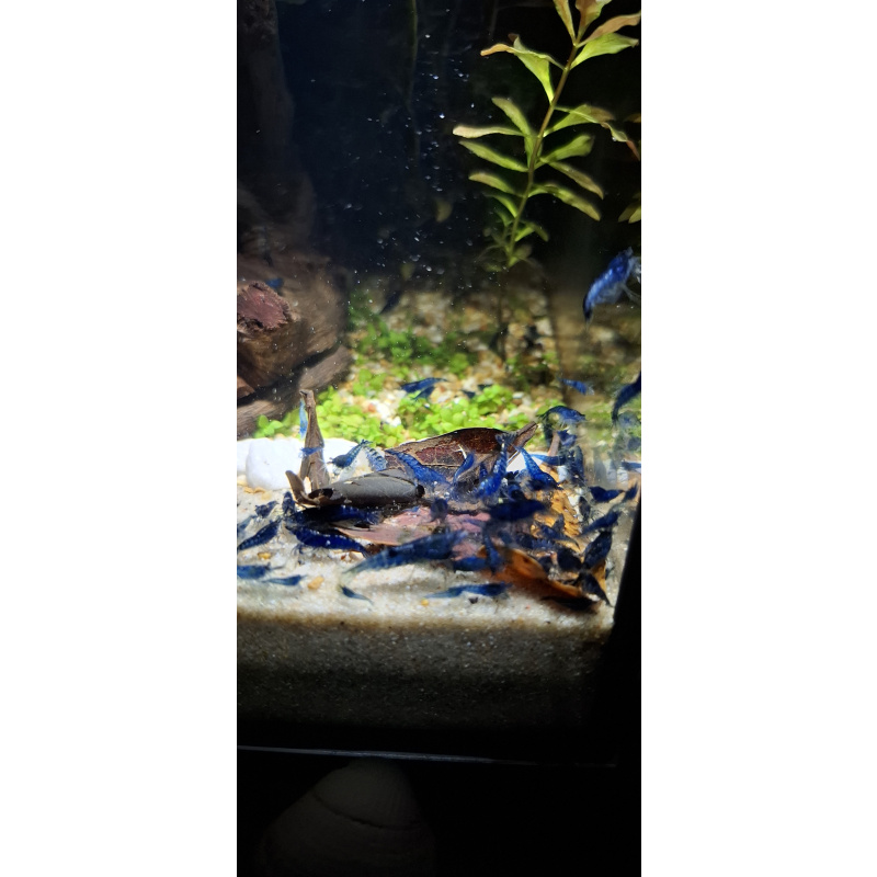 10 x Variety Neocardina Blue cherry shrimp