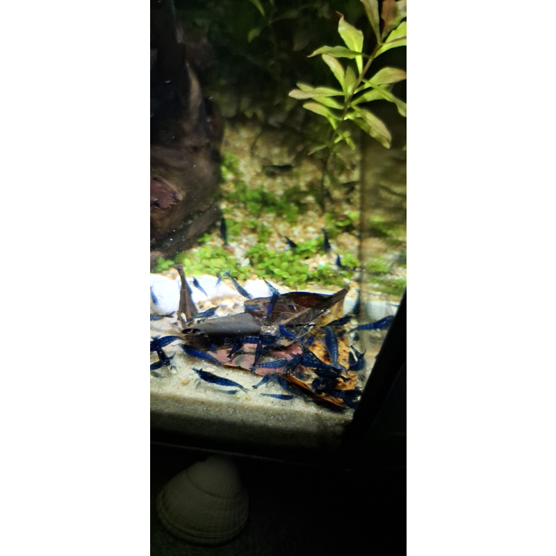 10 x Variety Neocardina Blue cherry shrimp