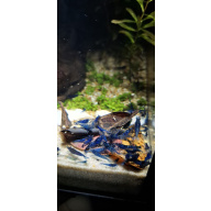 10 x Variety Neocardina Blue cherry shrimp