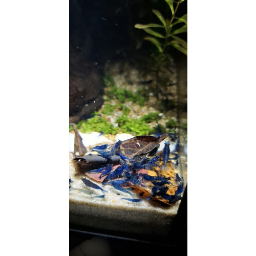 10 x Variety Neocardina Blue cherry shrimp